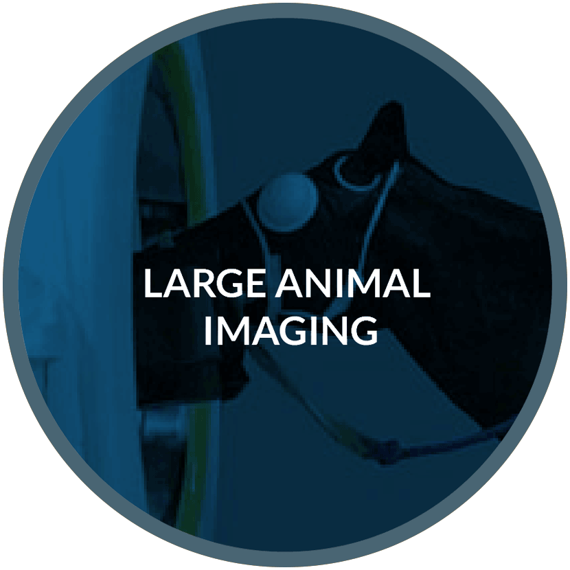 large-animal-imaging-01