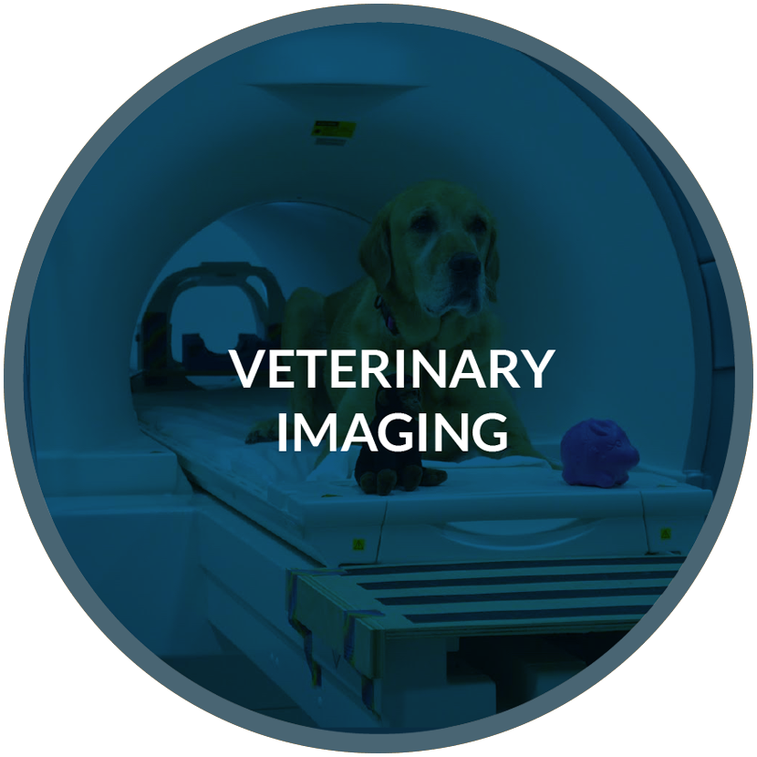 veterinary-imaging2